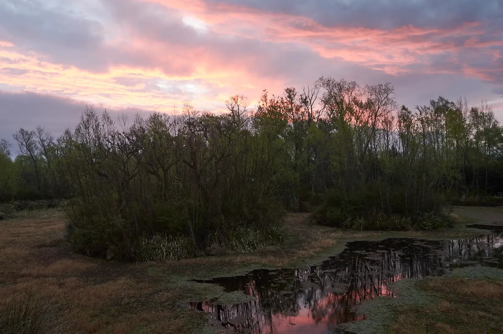 Atardecer y vegetación ribereña en El Pantano
